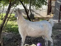 Cabra, Russian White goat — foto 7