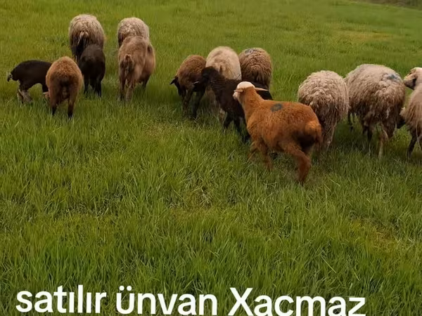 Sheep (batch, sex not specified), Sheep — Azerbaijan