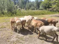 Widder, Afghan Arabi sheep — Foto 1