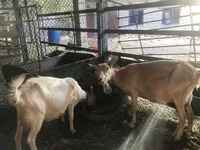 Kozel, Saanen goat — foto 2