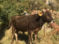 Toro, Hereford — foto 3