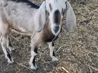 Goat, Nubian Goat — photo 1