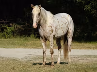 Hengst, Appaloosa — Foto 2