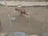 Chickens — foto 6