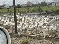 Alman Pekin — foto 2