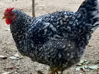 Chickens — फ़ोटो 1