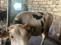 İnək, Holştin irqi — foto 3