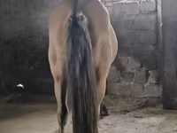 Caballo, Mugalzhar horse — foto 4
