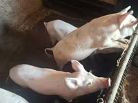 Säue, Schweine — Foto 3