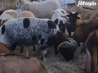 Beran, Jacob's sheep — foto 2