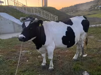 İnək, Russian Black pied cattle — foto 1