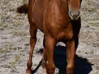 Stute, Quarter Horse — Foto 4