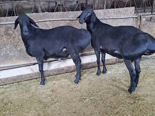 Baran, Hissar sheep