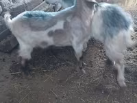 Goat, Goats — photo 4