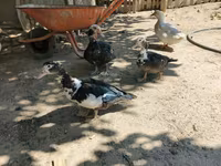 Ducks — 照片 3
