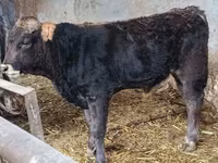 Bulle, Aberdeen-Angus — Foto 2