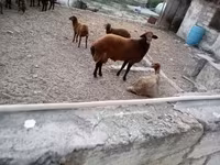 Qoç, Qoyunlar — foto 7
