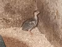Guinea fowl — zdjęcie 3