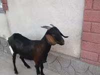 Goat, Nubian Goat — photo 2