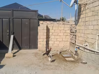 Chickens — foto 2