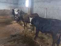 गाय, Russian Black pied cattle — फ़ोटो 2