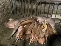 Säue, Крупная белая — Foto 3