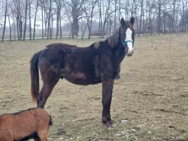 Hengst, Hungarian horse breed