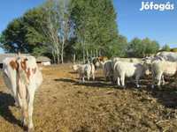Touro, Charolais cattle — foto 2