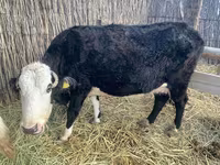 Krowa, Latvian Blue cattle — zdjęcie 1