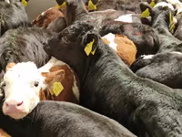 İribuynuzlu mal-qara (partiya, cinsi göstərilməyib), Simmental cattle — foto 7
