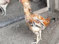 Chickens — foto 7