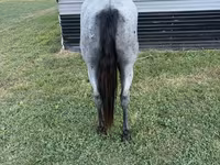घोड़ा, Quarter Horse — फ़ोटो 7