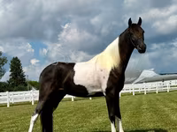 At, Tennessee Walking Horse — foto 3
