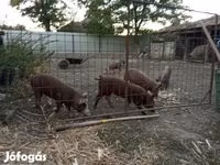Knur, Świnie — zdjęcie 3