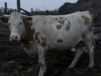 Krava, Simmental cattle — foto 1