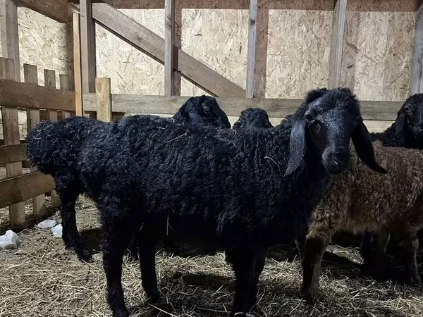 Qoç, Baerchuke sheep