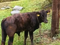 Bulle, Aberdeen-Angus — Foto 5