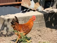 Chickens — Foto 2