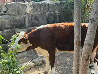 Cow, Hereford — photo 4