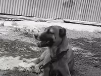 Məhsul: İtlər üçün möhkəm metal zəncir və yaxalıq dəsti Təsvir: - — foto 1