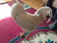 Chickens — foto 4