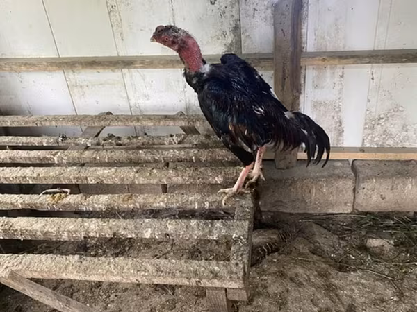 Chickens — Azərbaycan