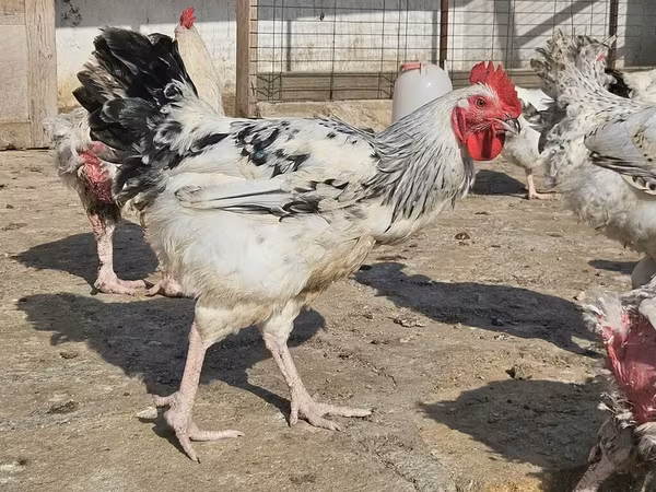Chickens — Azərbaycan