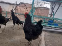 Chickens — foto 5