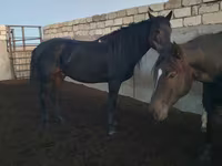 At, Kushum Horse — foto 6