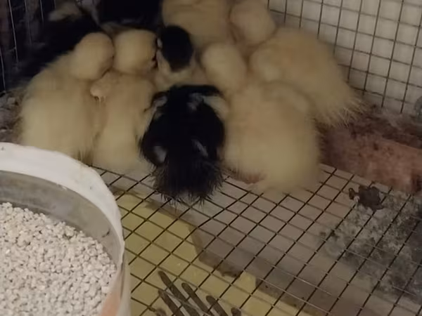 Ducks — Azerbaijan