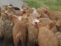 Sheep (batch, sex not specified), Sheep — photo 1
