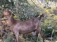 母山羊, Nubian Goat — 照片 2