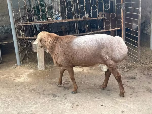 Widder, Edilbay sheep