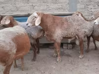 Qoç, Edilbay sheep — foto 4